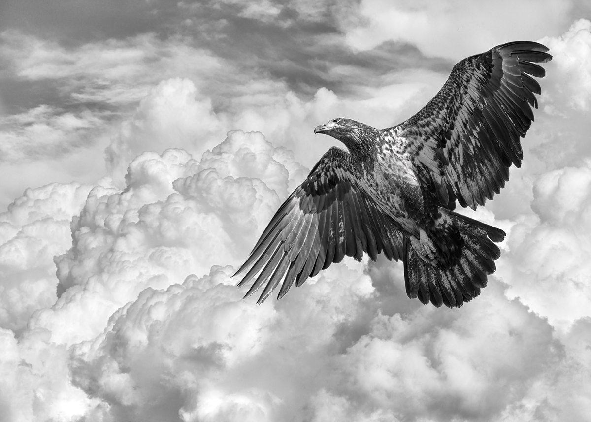 Photograph of a young bald eagle gaining altitude against the clouds.
